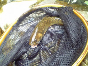 イワナ21cm