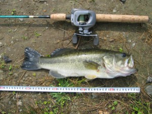 ブラックバス43cm