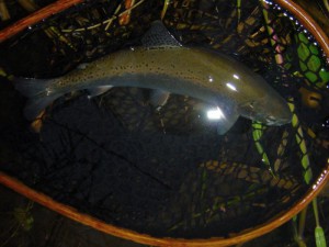ヤマメ30cm