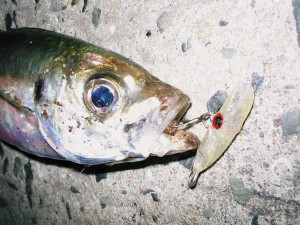 アジ20cm