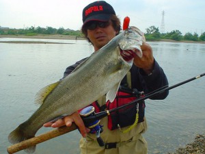 シーバス67cm