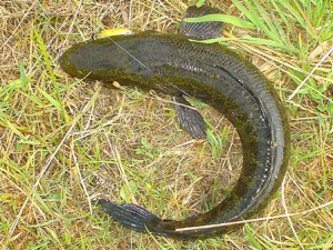 ライギョ70cm