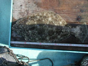 ヒラメ51cm