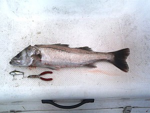 シーバス60cm