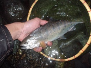 ヤマメ33cm