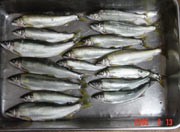 アユ23cm