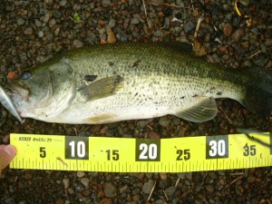 ブラックバス40cm