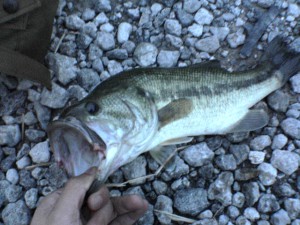 ブラックバス41cm