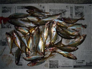 アジ20cm