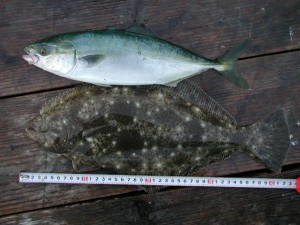 ヒラメ42cm