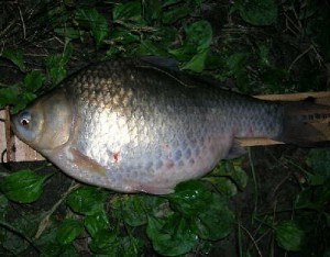 ヘラブナ42cm