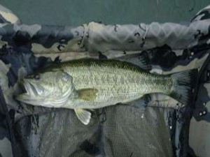 ブラックバス40cm