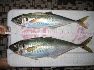 マアジ50cm