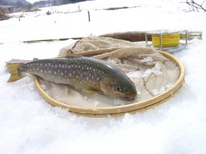 イワナ28cm