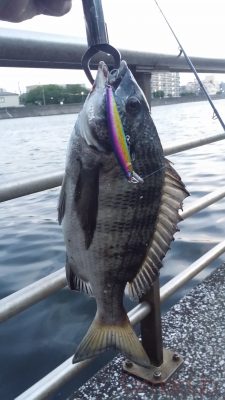 クロダイ