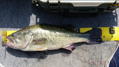 ブラックバス54cm