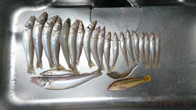 シロギス