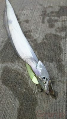 タチウオ
