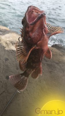 カサゴ