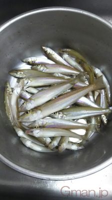 シロギス