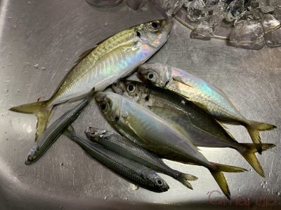 マルアジ