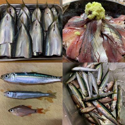 ウルメイワシ