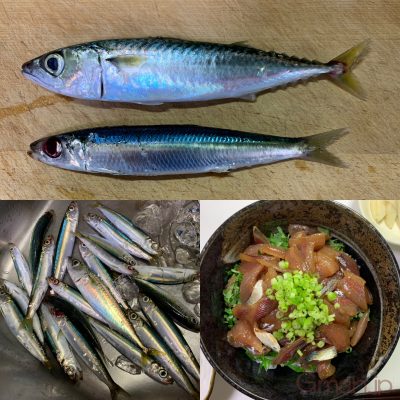 ウルメイワシ