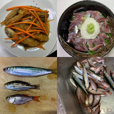 ウルメイワシ
