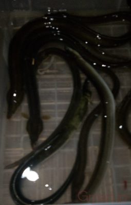 ウナギ
