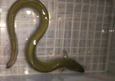 ウナギ