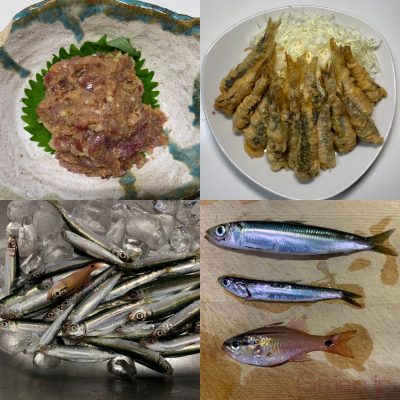 ウルメイワシ