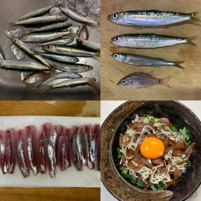 ウルメイワシ