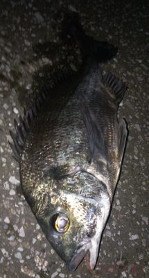 クロダイ