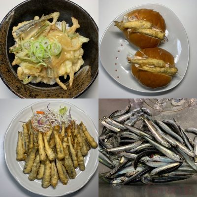 カタクチイワシ
