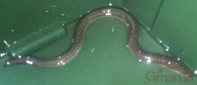 ウナギ