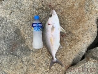 カンパチ