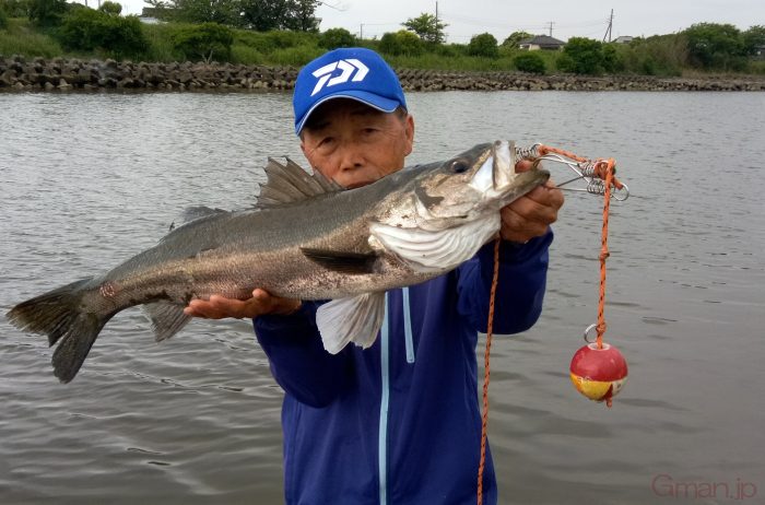 釣り報告です 千葉県のシーバスの釣り情報 Gman Jp