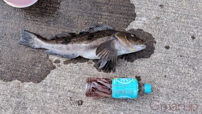 アブラコ