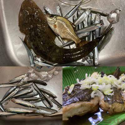 マゴチ