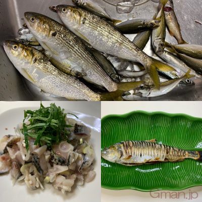 コノシロ