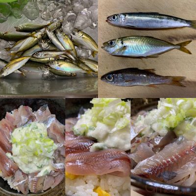ウルメイワシ