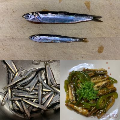 カタクチイワシ