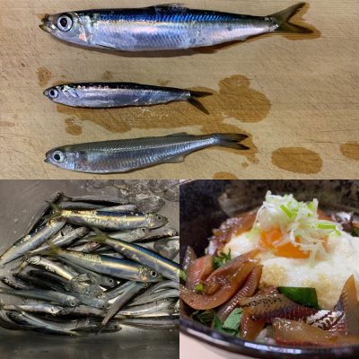 ウルメイワシ