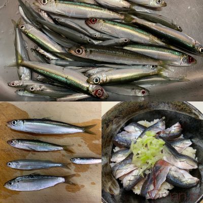 ウルメイワシ