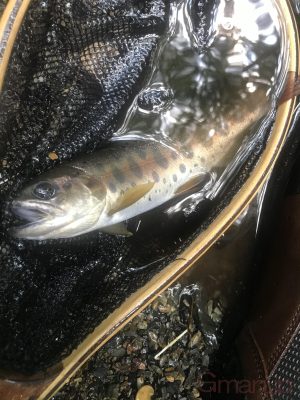 ヤマメ