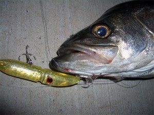 シーバス61cm