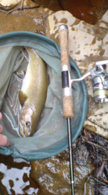 イワナ37cm