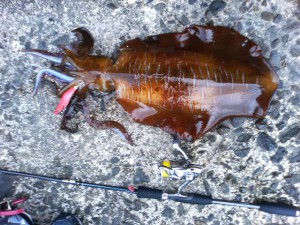 アオリイカ-- cm