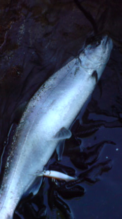鬼怒川釣行山女魚40cm 群馬県のヤマメの釣り情報 Gman Jp