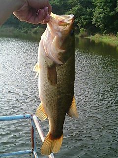 ブラックバス47cm